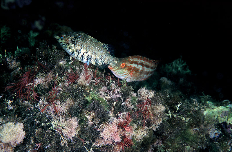Symphodus cinereus (Bonnaterre, 1788)